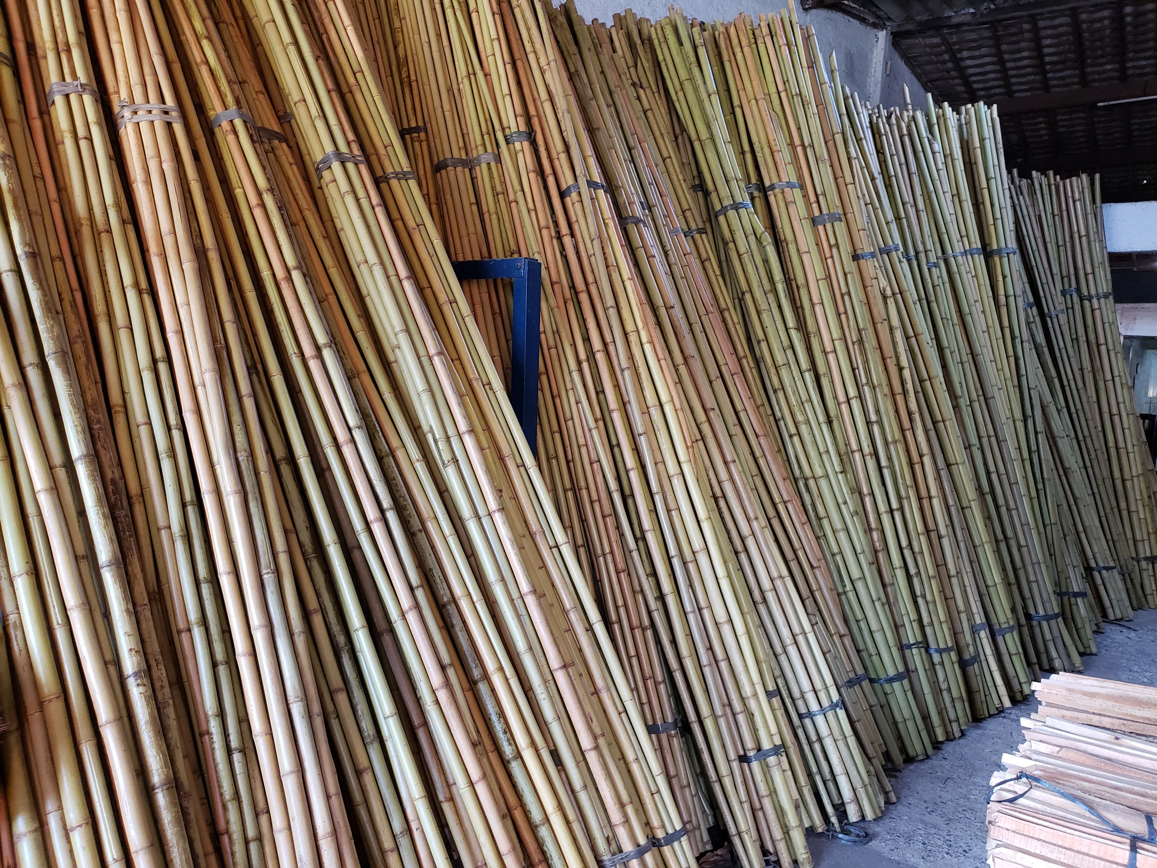 Bambu tratado da Bambu Fabrício